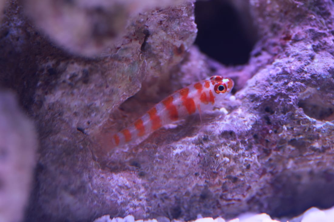 teenager uhøjtidelig Hobart Red Striped Goby - Lisa's Reef
